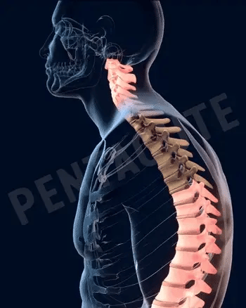 Posture Corrector Back Support Men Women Postural Correction Belt